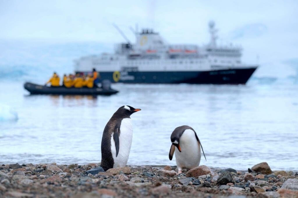 Invasive species threaten Antarctica via ocean debris Image