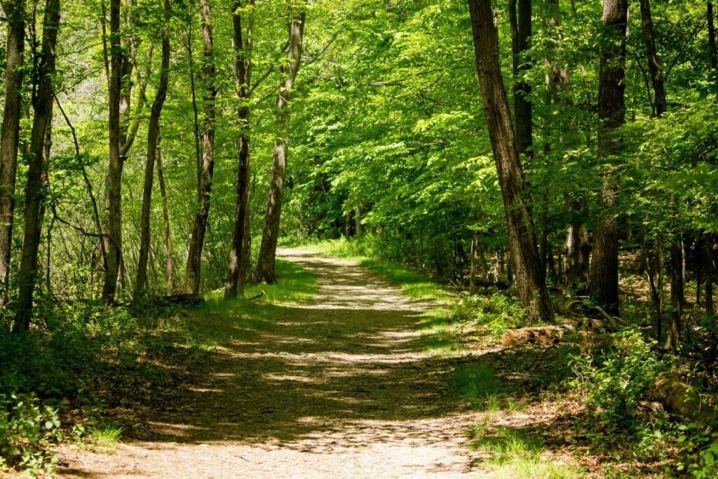 Image: Dirt road in the middle of forest trees on a sunny day