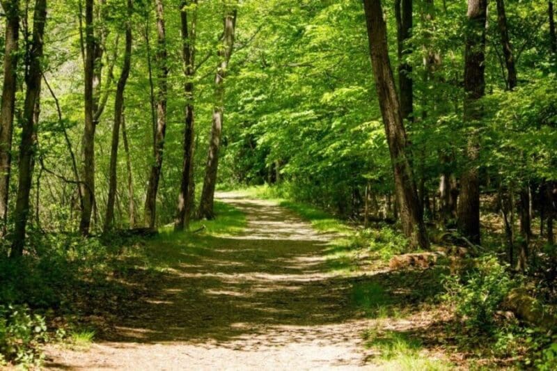 Image: Dirt road in the middle of forest trees on a sunny day