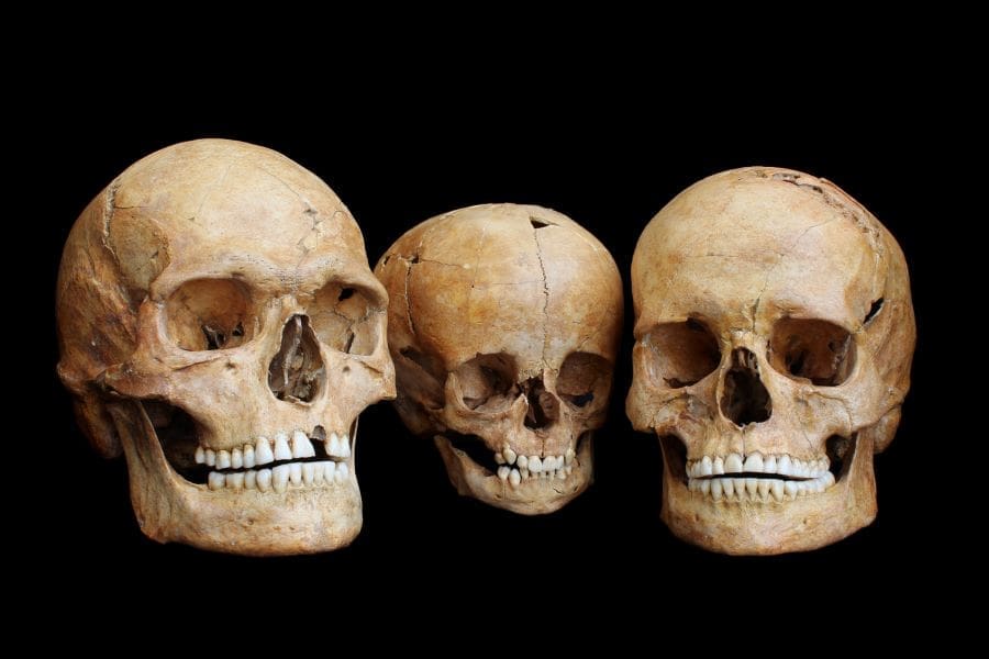Three human skulls from the Hohlenstein-Stadel cave in Southern Germany, dated to about 8,500 years ago, likely belonging to a family: a man (left), a woman (right), and a child (middle)  - This discovery highlights the profound impact of climate change on human survival and migration patterns during the Ice Age