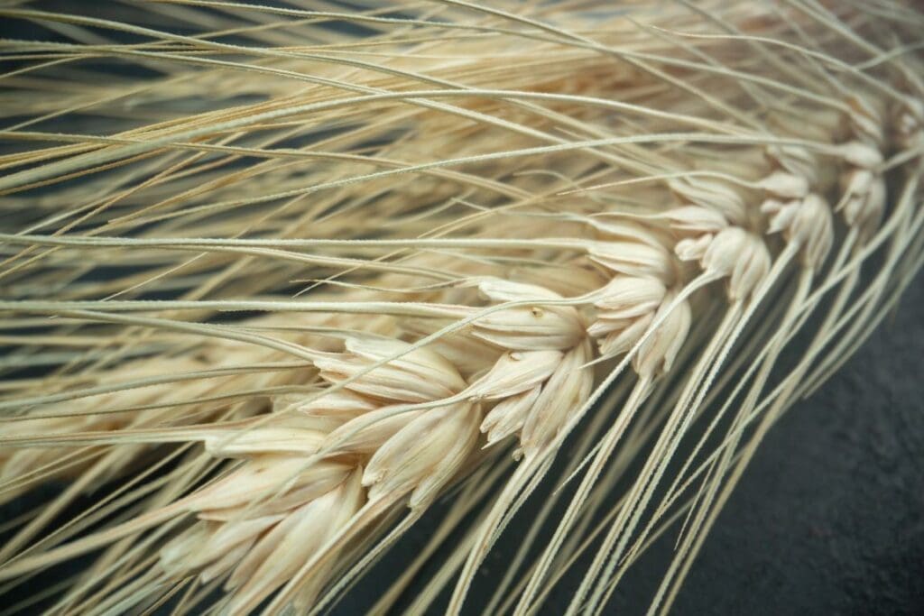 France heading to one of worst wheat harvests in 40 years front view fresh wheat dark bread plant color photo res