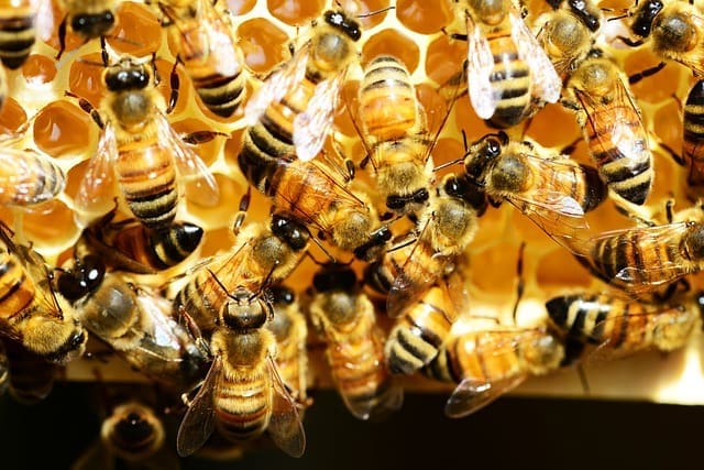 Image: Honey bees (s. organic farming)