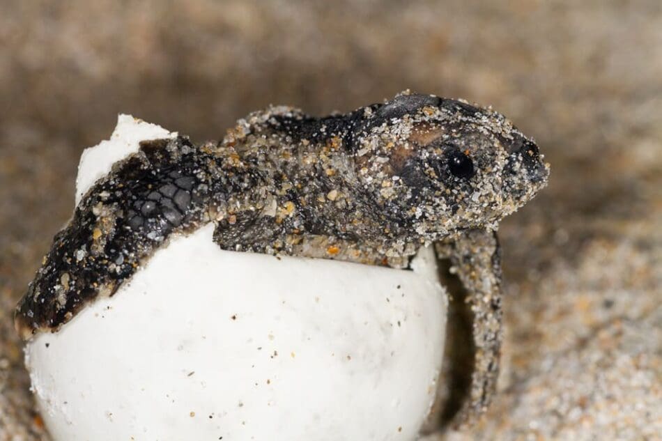 Image: A loggerhead sea turtle hatchling emerges from the egg