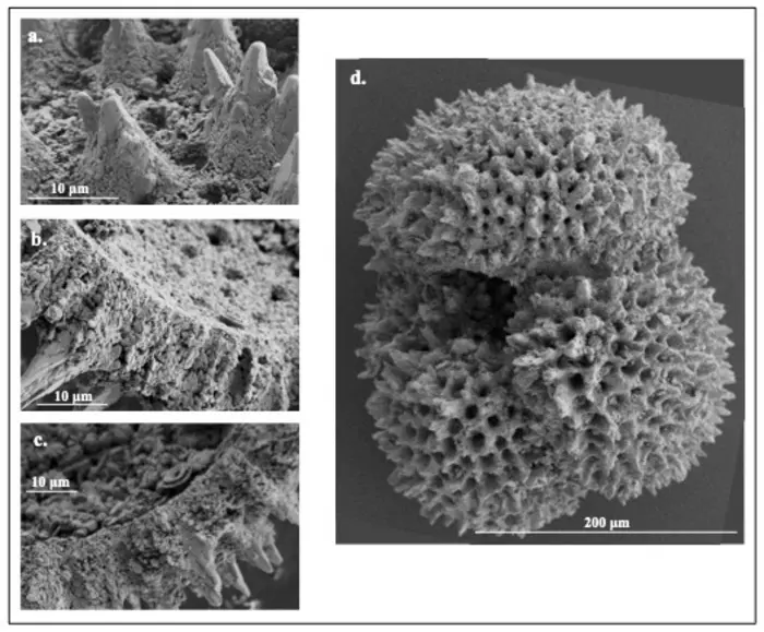 Image: Images of foraminifera fossils created by a scanning electronic microscope (s. ancient climate change)