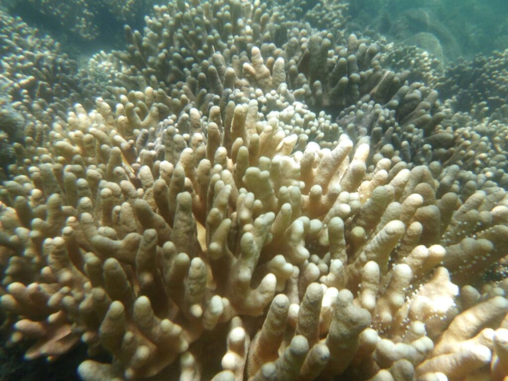 Image: a large group of corals