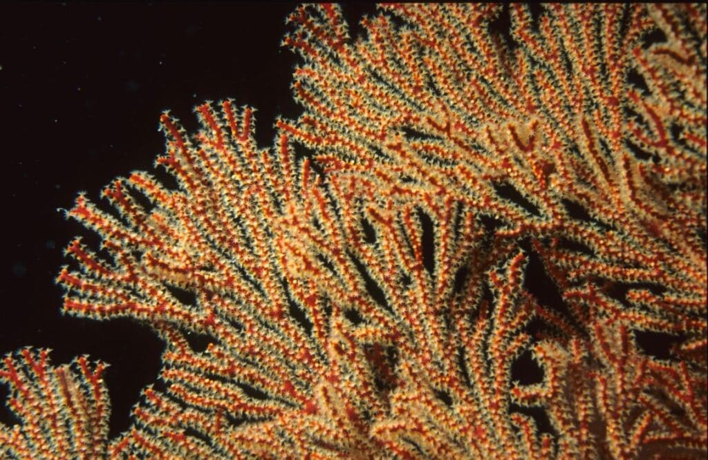 Long-term coral reef monitoring continues to deliver crucial insights Image