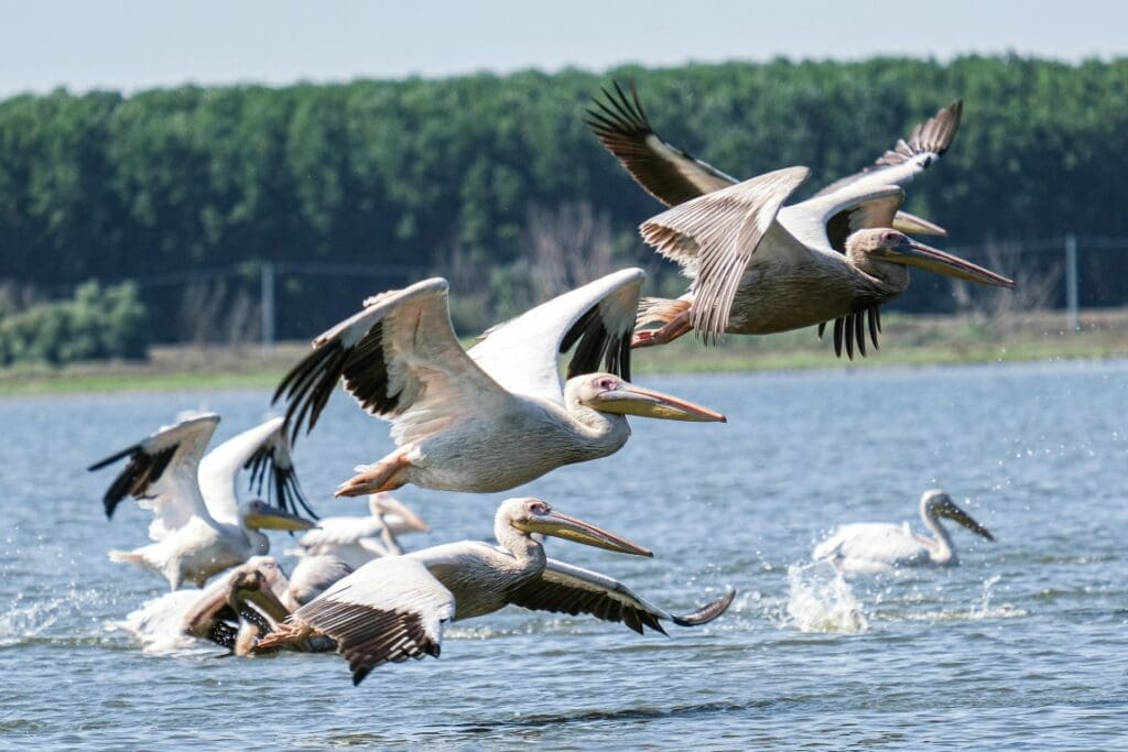 Reclaimed by floods, wildlife returns to Romania's Danube Delta pexels andrei prodan 10235249 6216094 res