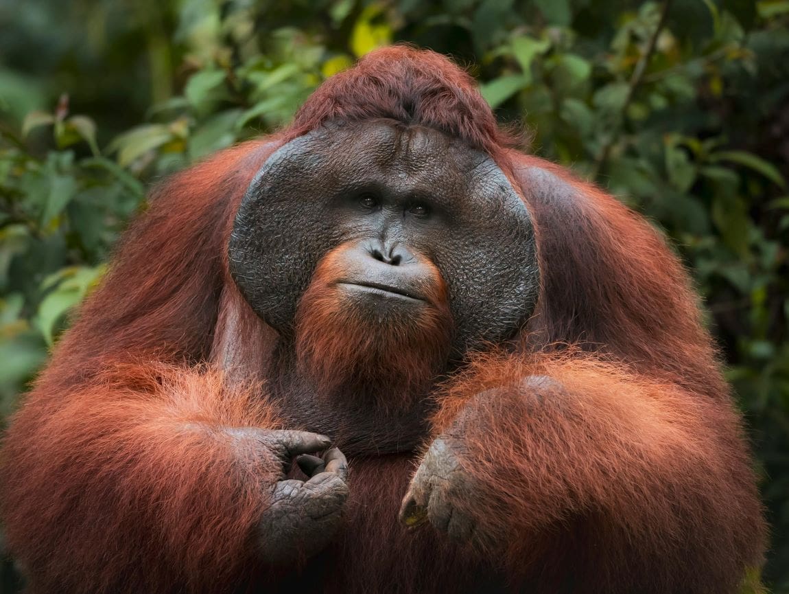 Apes to stay at home as Malaysia tweaks ‘orangutan diplomacy’