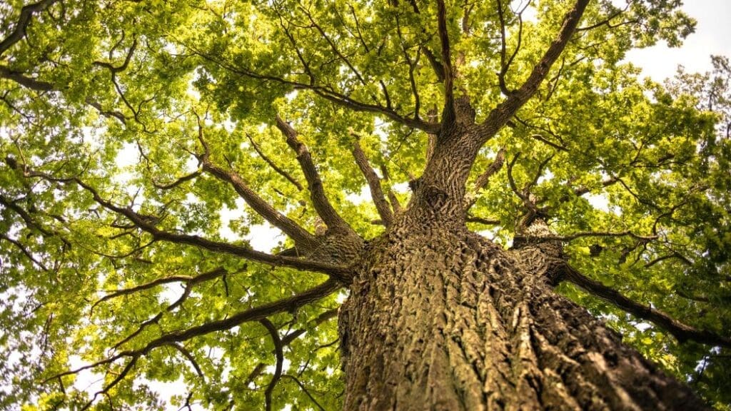 Mature forests vital in fight against climate change pexels marek piwnicki 3907296 13327954 res