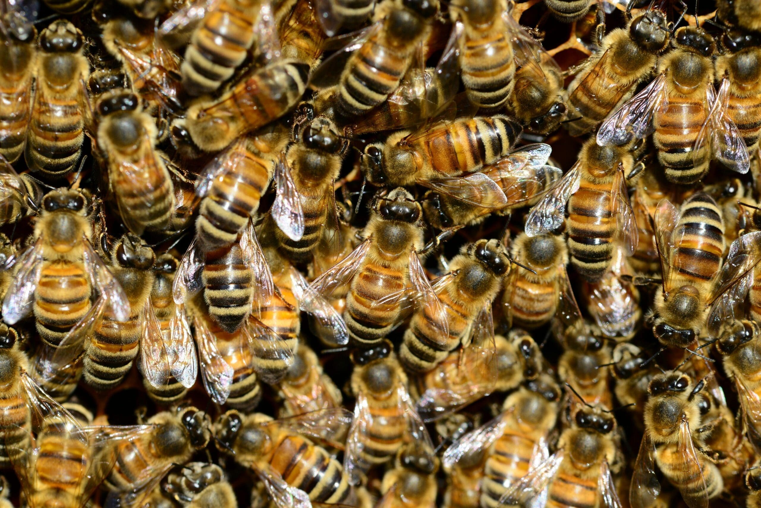 Image: bees