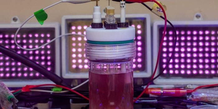 purple bacteria plastics res