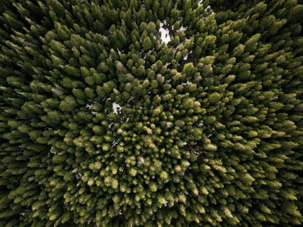Warming forests soils could leak more carbon, accelerating climate change spencer watson 5iO8hDFua04 res