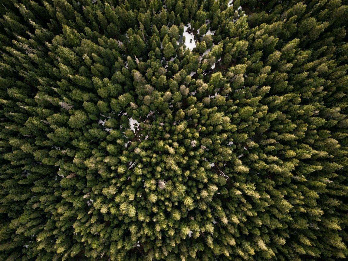 Warming forests soils could leak more carbon, accelerating climate change