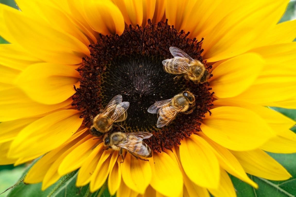 Bees on a Sunflower