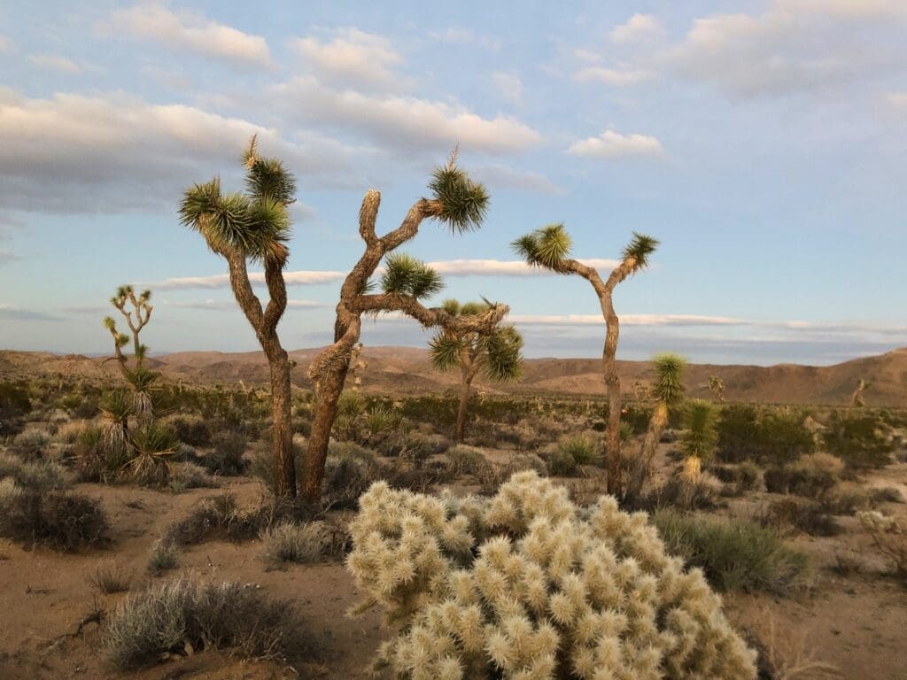 Seismic detectors measure soil moisture using traffic noise trees joshua tree national park usa res