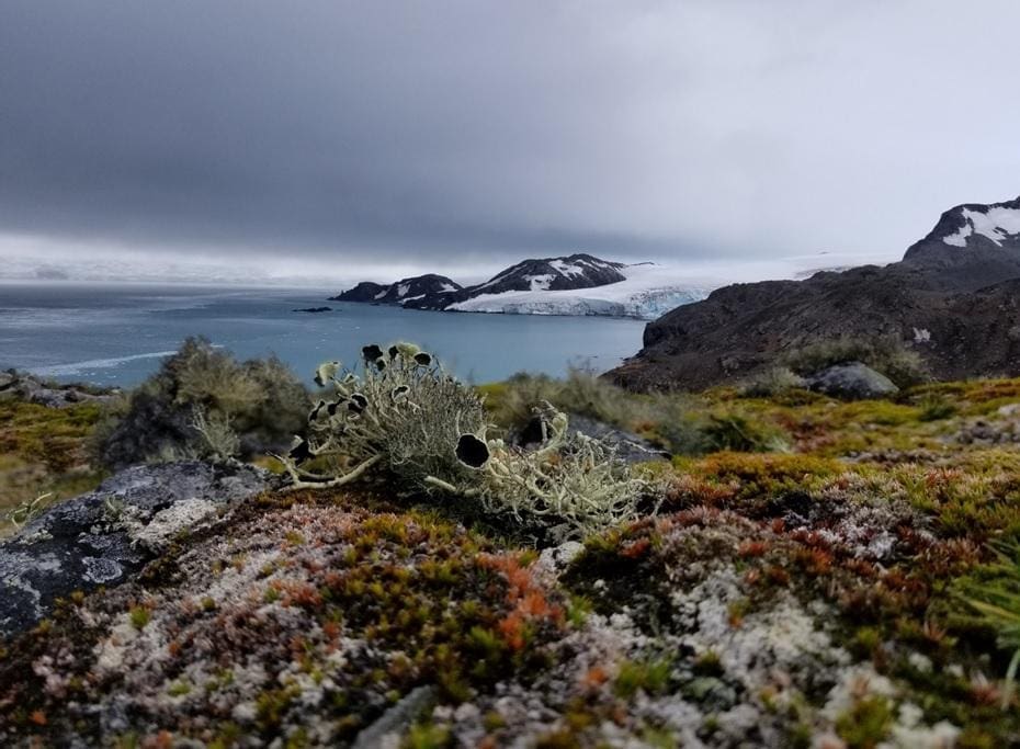 Vegetation in Antarctica is dominated by lichen and mosses
