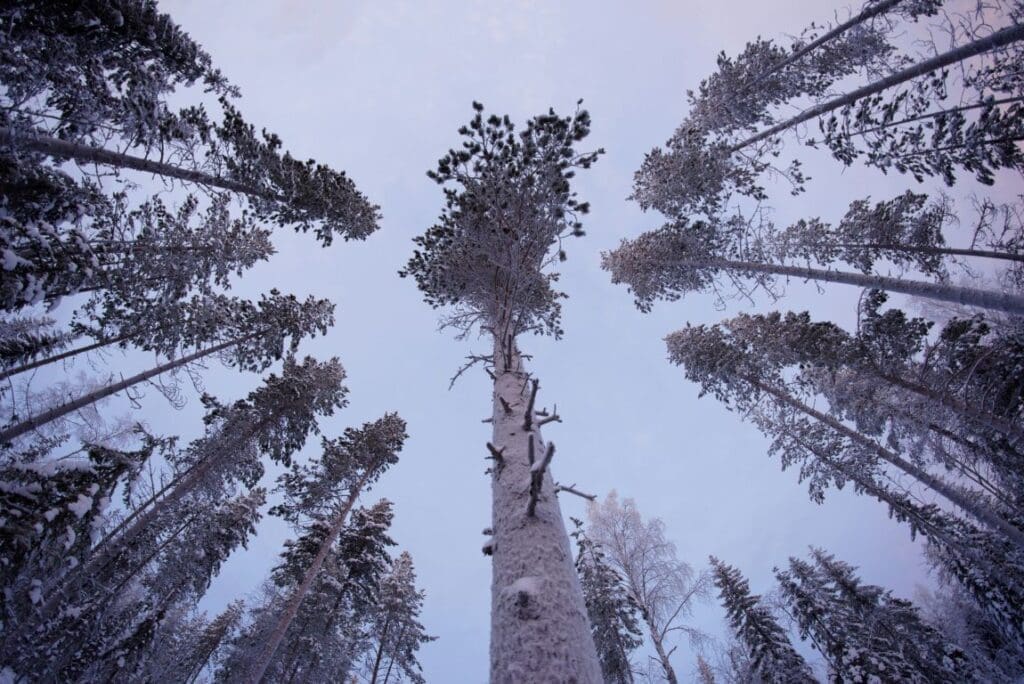 Image: Pine trees