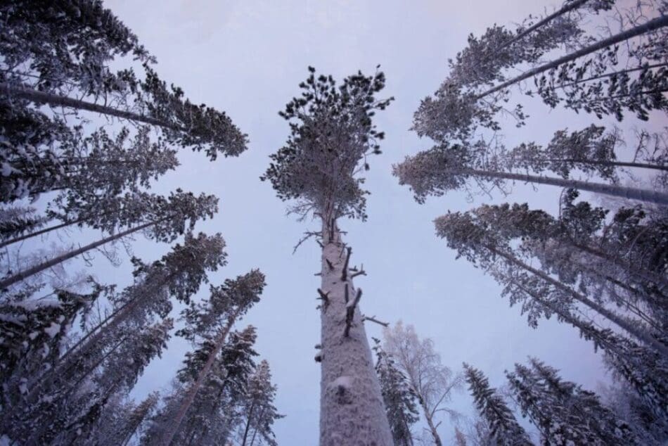 Image: Pine trees