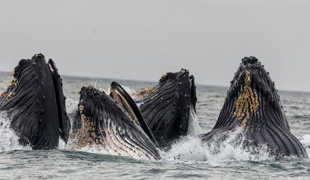 Image: whales (s. whaling)