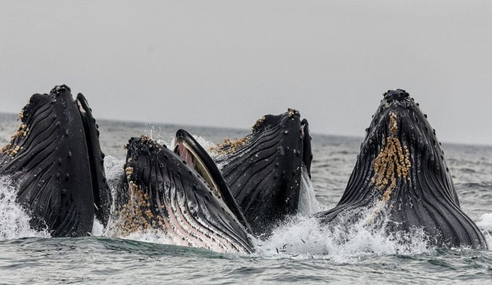 Image: whales (s. whaling)