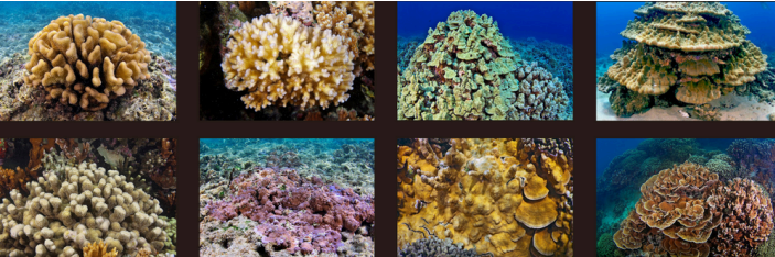 8corals hawaii muser