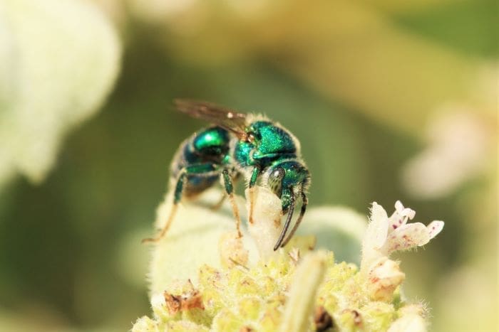Augochloropsis metallica visiting Pycnanthemum muticum (mountain mint) in one of the research gardens