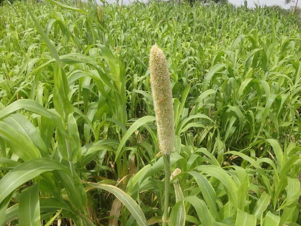 Jowar [sorghum] bud at initial stage