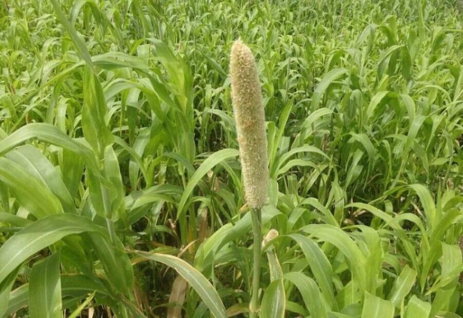 Image: Jowar [sorghum] bud at initial stage (s. climate, science, research)