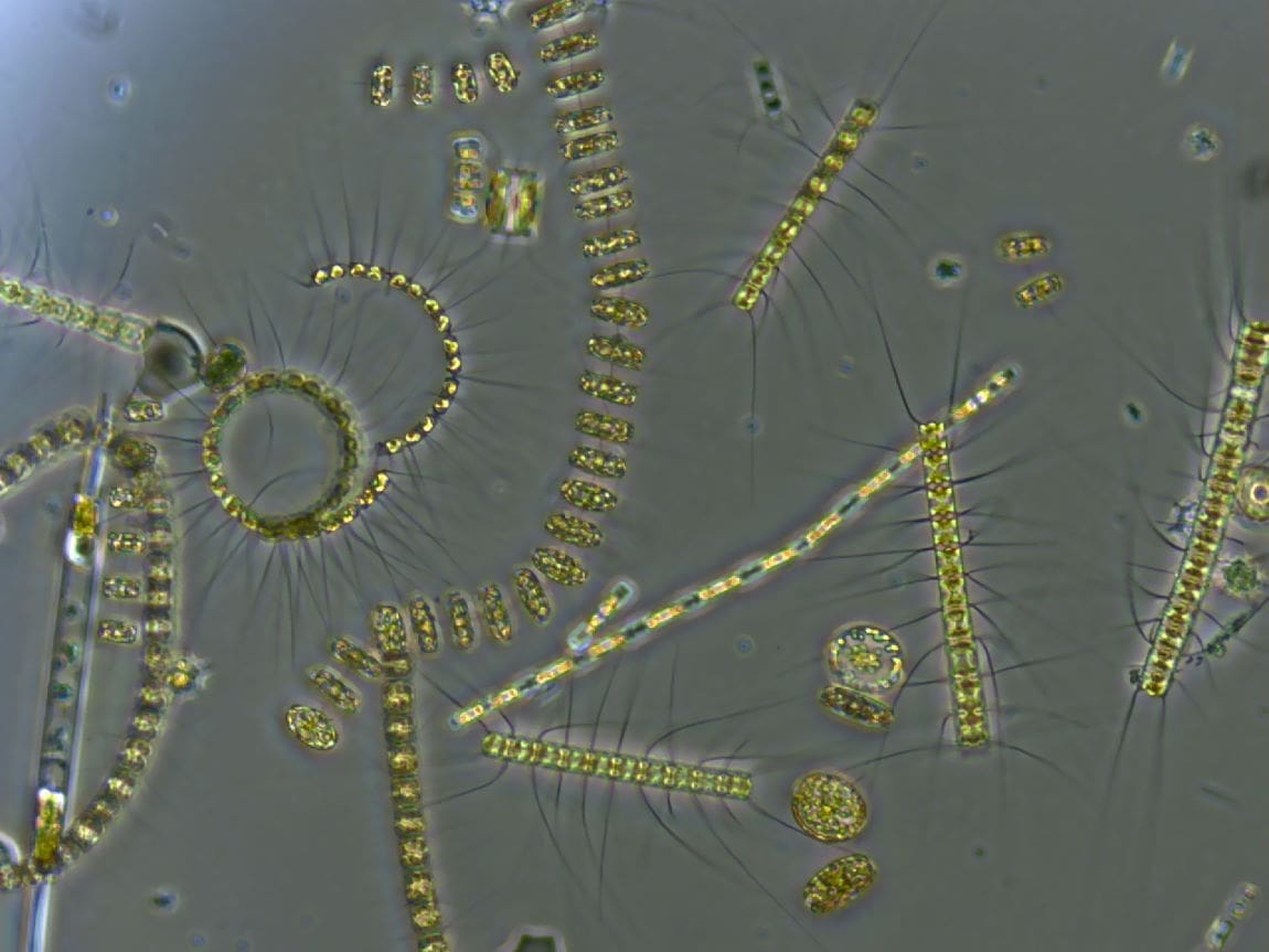 Image: phytoplankton