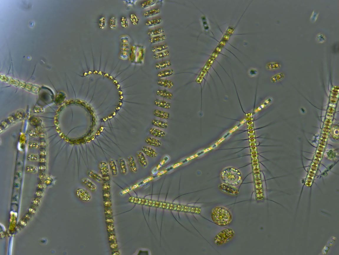 Warming oceans see growth of hidden phytoplankton forest