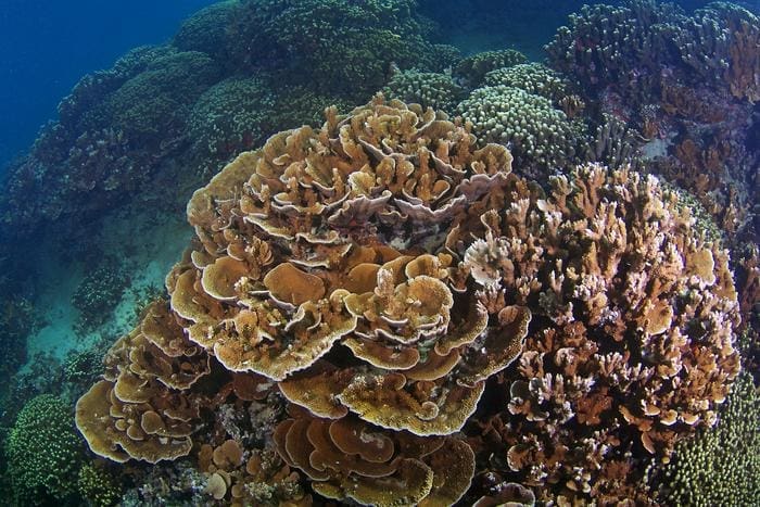 Montipora capitata Keoki Stender
