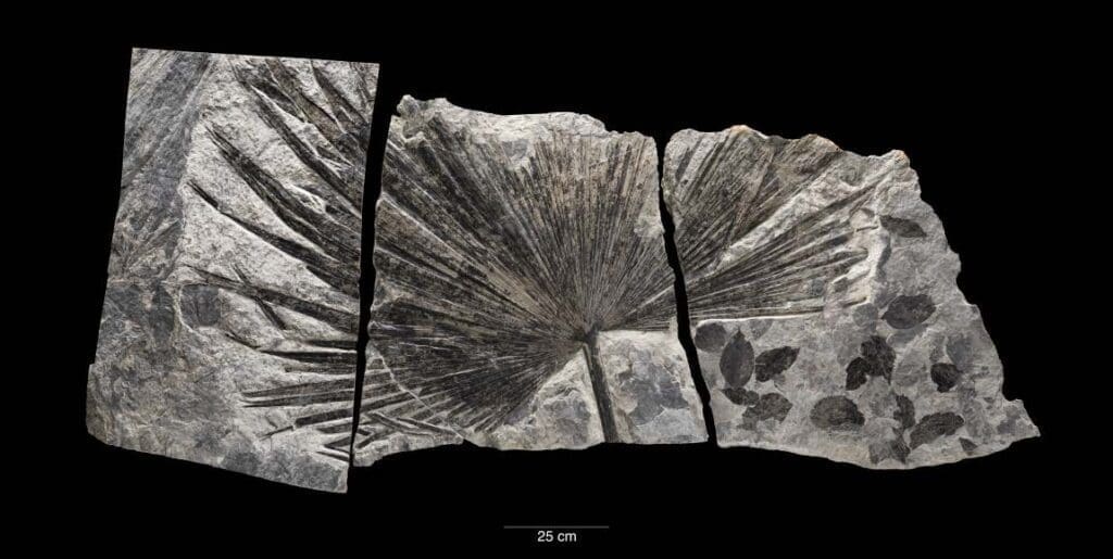 New study reveals 485 million years of Earth's temperature shifts driven by CO2 Fossil (study)