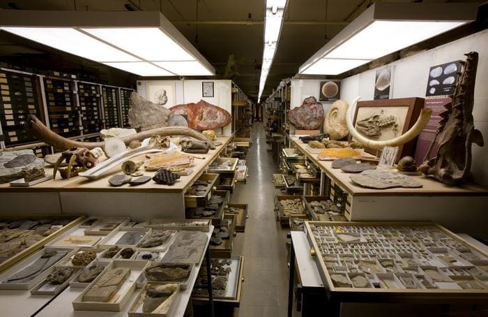 Fossils in the Smithsonian’s National Museum of Natural History research collection in its Department of Paleobiology