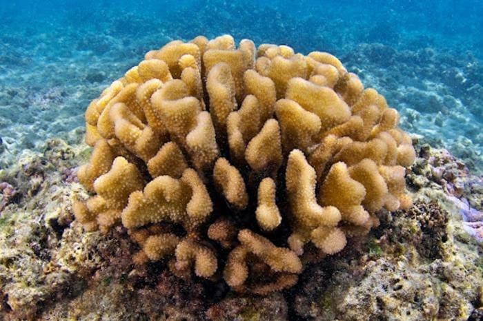 Pocillopora meandrina Keoki Stender