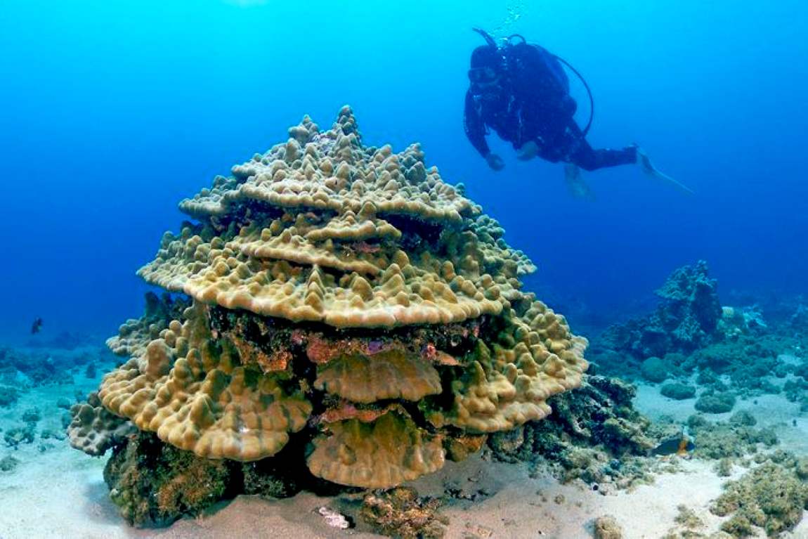 Coral reefs can survive climate change if carbon emissions are cut