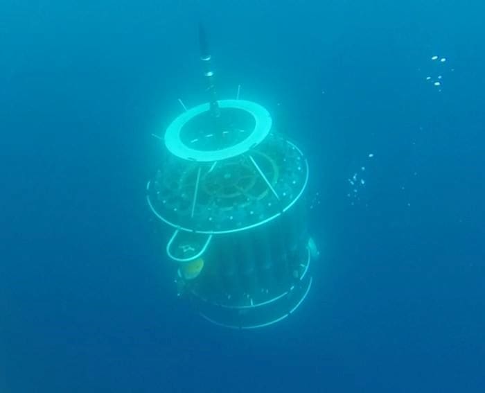 Rosette under water res