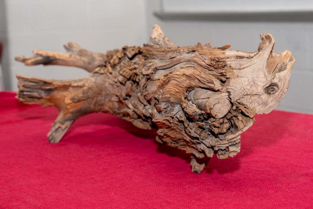 Image: red cedar fossil