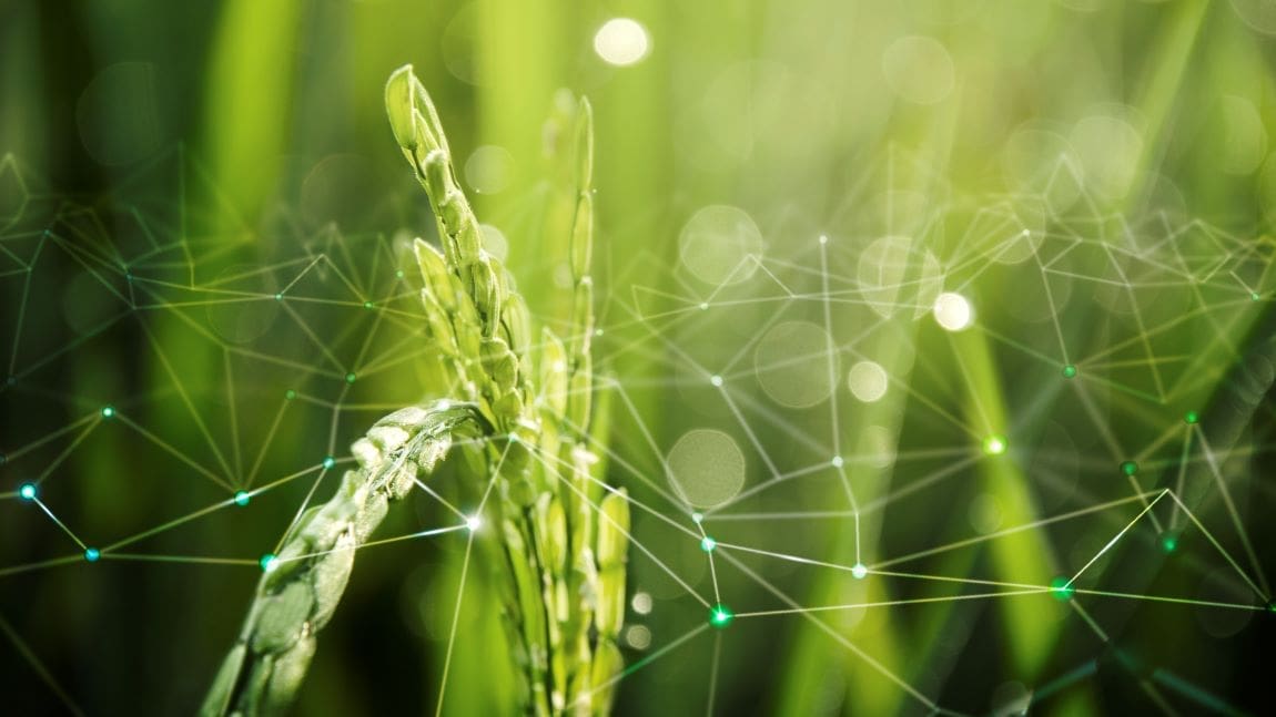 Image: Agriculture IoT with rice field background