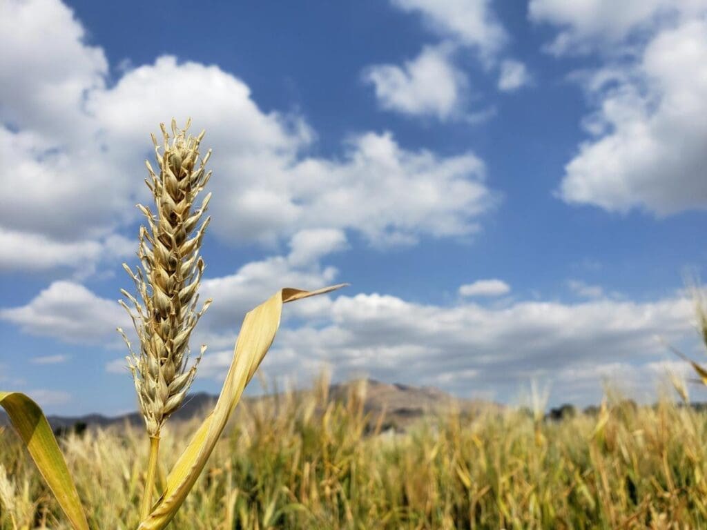 Century-old barley experiment unlocks genetic secrets for climate-resilient crops barley res