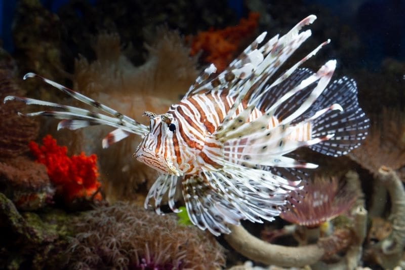 beautiful dwarf lionfish coral reefs muser res