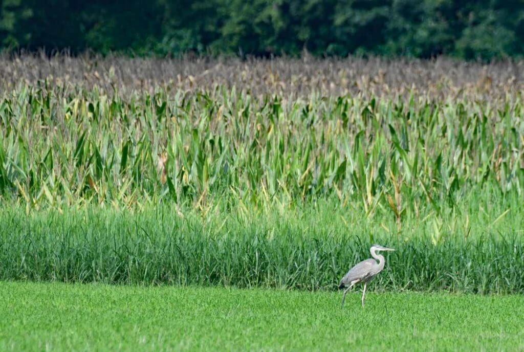 New study enhances prediction of methane emissions in tidal wetlands brian muser res