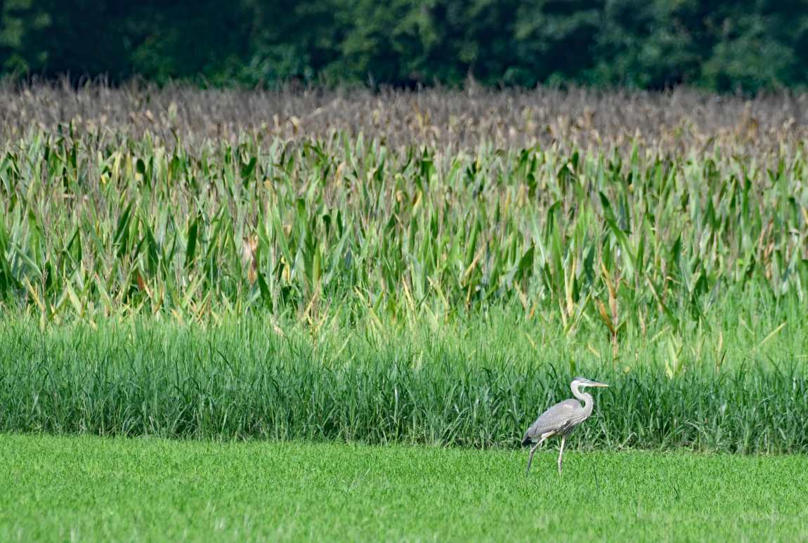 New study enhances prediction of methane emissions in tidal wetlands