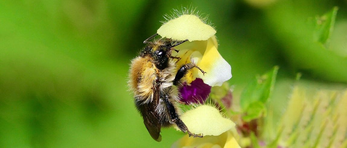 Heatwaves disorient bumblebees, threatening pollination