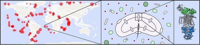 clifton et al. muser
