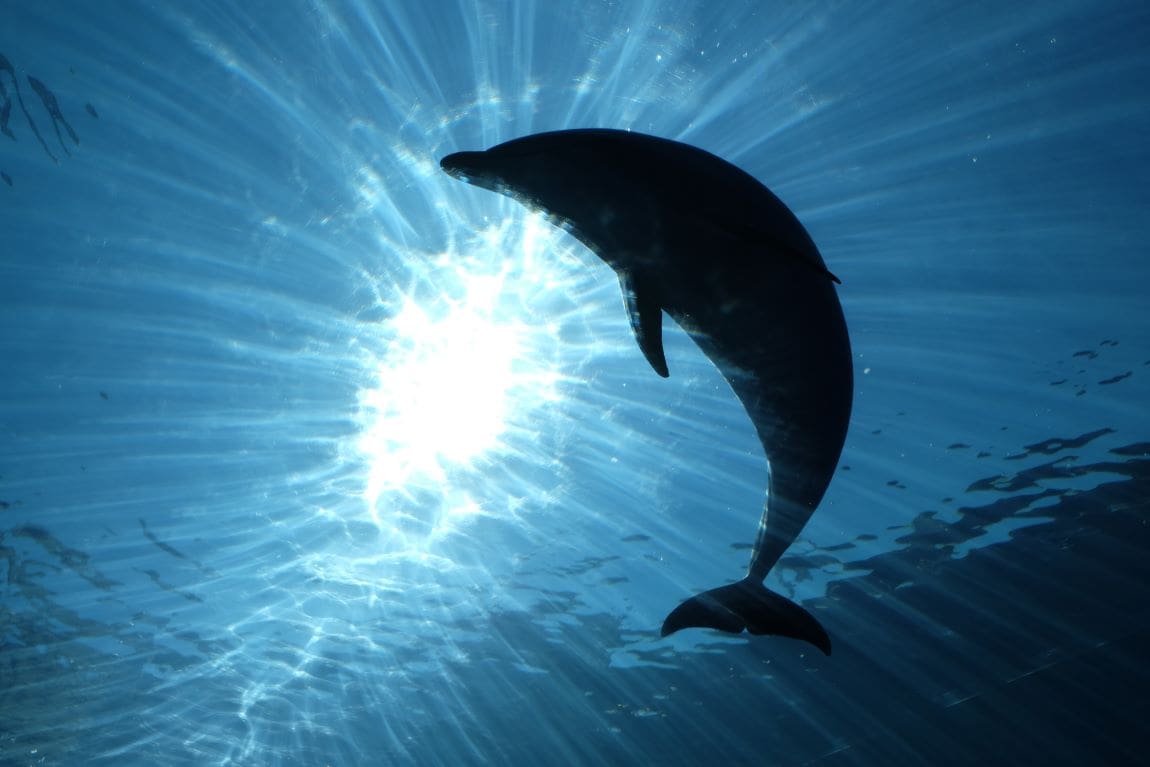 Image: Beautiful shot of the dolphin silhouette in the water (s. ocean heat, climate change)