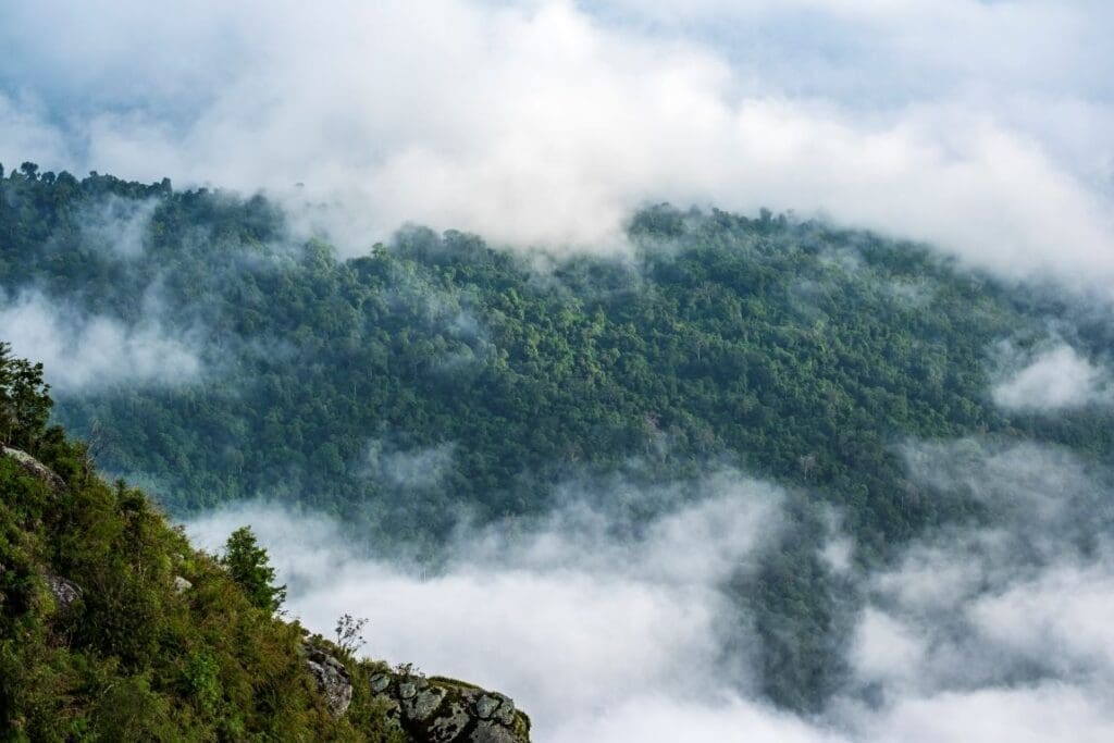 New study reveals hidden risks to global water security linked to rainfall origins forest cloud muser res