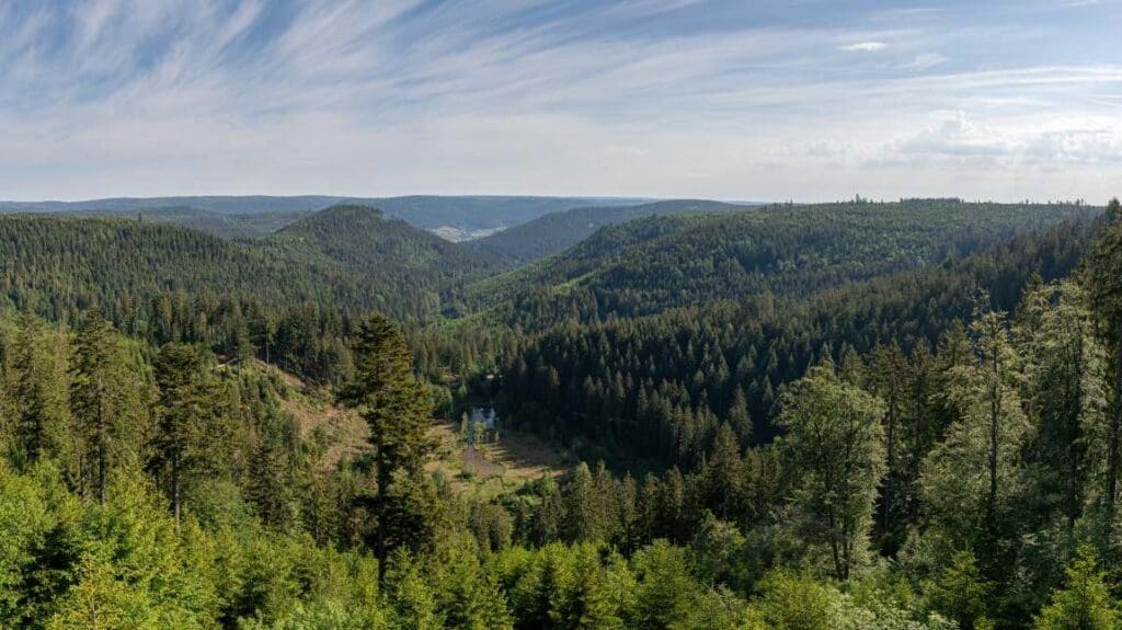 Germany joins pushback to EU anti-deforestation law Image: forest