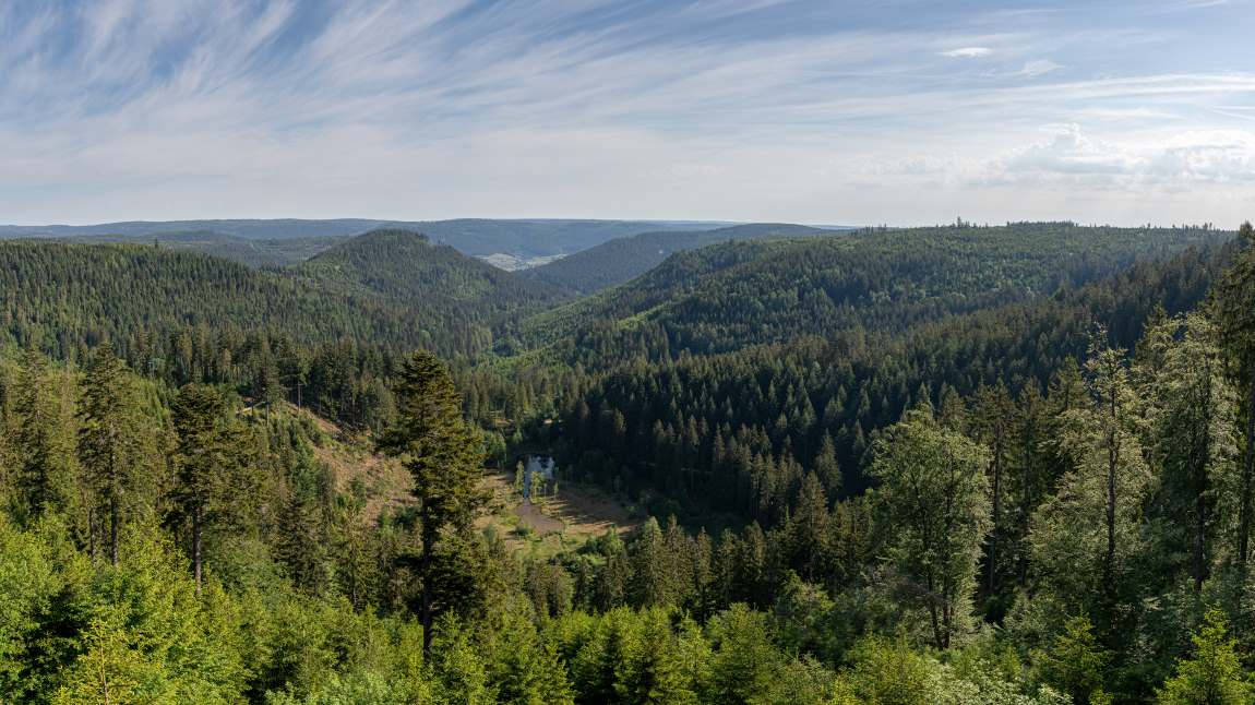 Image: forest