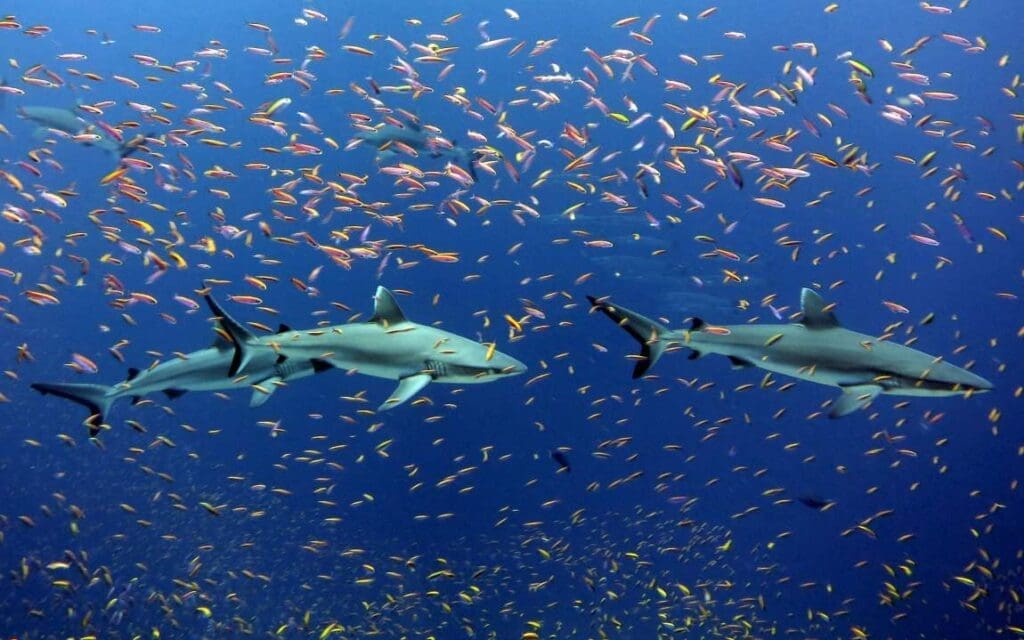 Sharks are abandoning stressed coral reefs as oceans warm Image: Fish, Sharks, Ocean
