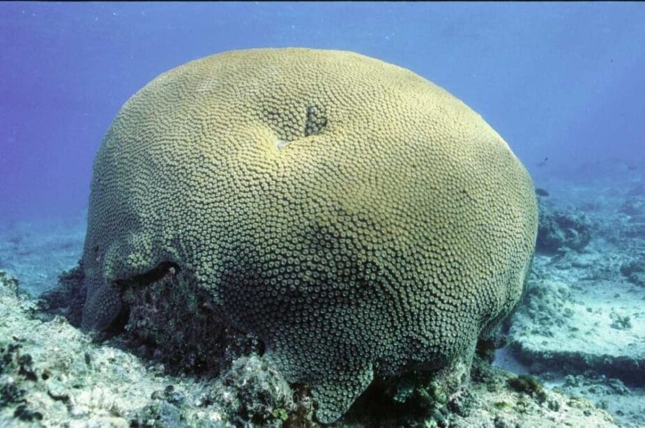 Image: A coral of the species Diploastrea heliopora